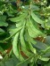 Beans Dolichos - Image 2